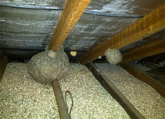 Wasps and hornets also love to make their nests in attics.