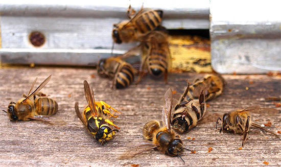 Sometimes wasps (and especially hornets) attack bee hives, causing them significant damage.