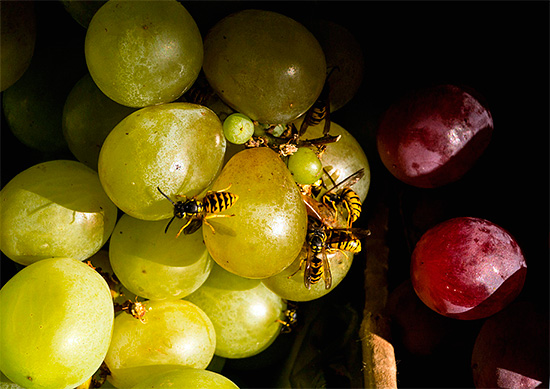 Sometimes the wasps do not arrange their nest on the plot, and only fly in, for example, with grapes or fallen plums.