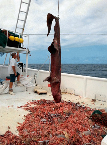 Jedinečný případ: v malé oblasti dna, spolu s nejvzácnějším žralokem na světě, chytilo síť několik desítek obřích dřevin.