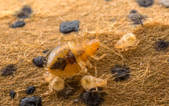 För att på ett tillförlitligt sätt bli av med bedbugs i rummet är det viktigt att förstöra larverna innan de växer och lägger nya ägg.