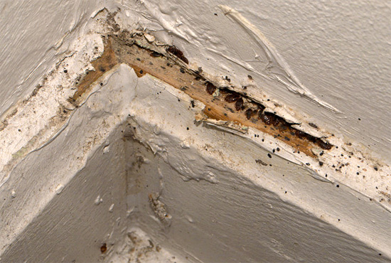I små sprickor i väggarna kan buggar samlas i tiotals och hundratals - kalldimman tränger lätt till och med i de mest avskilda näsan av parasiter.