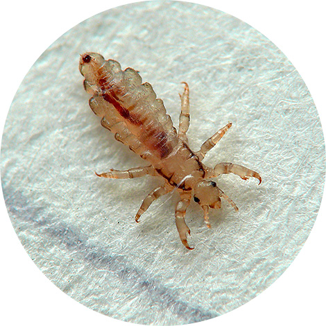 In many cases, pharmaceuticals for lice are ineffective even with repeated use.