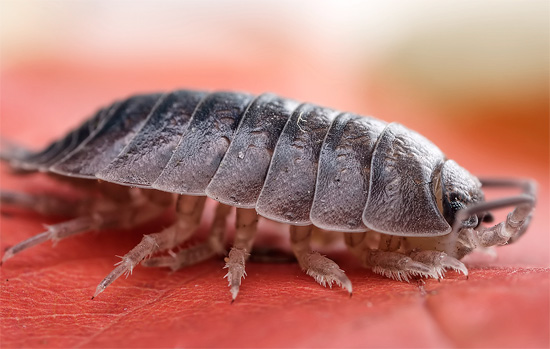 We understand where the woodlice is usually taken from in apartments and houses and why they appear here ...