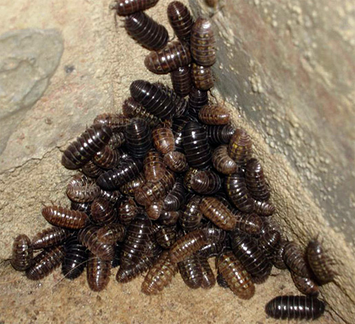 The accumulation of woodlice in a damp corner under the bath.
