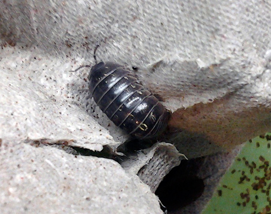 It is important, first of all, to block the path of penetration of woodlice from damp rooms (attic, basement) to the apartment.