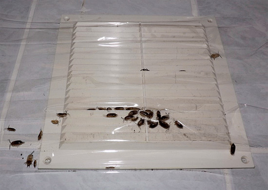 The photo shows how in time the sealed ventilation grill prevents the penetration of wood lice into the room.