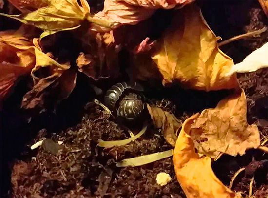 Woodlice can hide, for example, in leaf litter in the front garden of a city house.