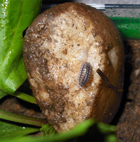 Mokritz can be brought to an apartment on rotten potatoes, but they have practically no chance of long-term survival in a dry room.