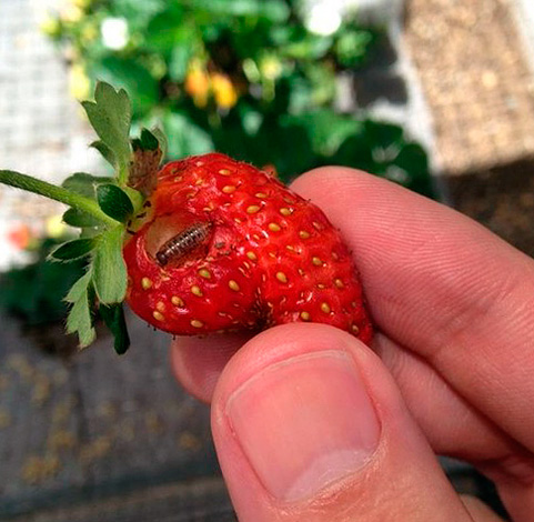 Individual individuals can get into the apartment, including berries and fruits.