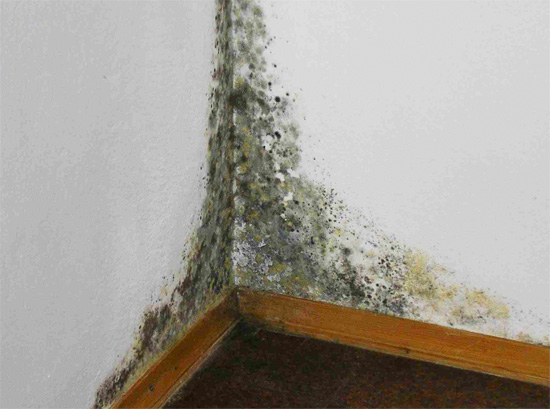 It is important to get rid of the dampness in the room as soon as possible, since this can lead to abundant development of mold.