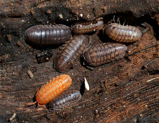 First of all, you need to keep in mind that wood lice are creatures that love moist, wet places.