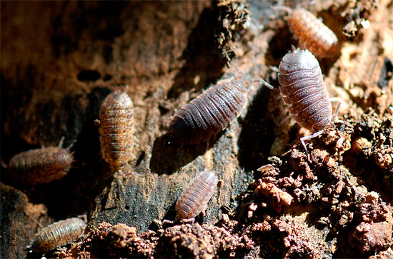 The photo shows woodlice in their natural habitat - in the old rotten stump.