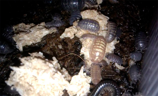 The damp corner of the basement of a five-story building has become an excellent shelter for a set of woodlice ...