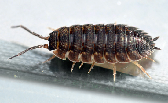 A close-up photo of wood lice - the shells of crustaceans are well visible.