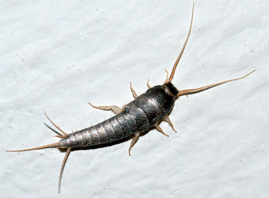 And this is how a silverfish looks, more slender and having long cerci at the end of the abdomen.