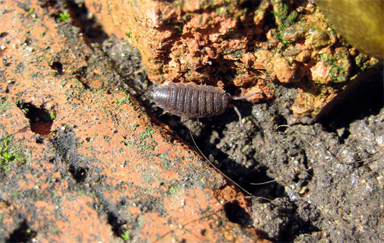 If you do not know where the wood lice come from in your apartment, then examine the rooms adjacent to the house, it is possible that here you will find the abode of uninvited guests.