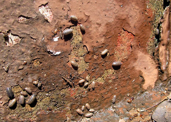 The old wall of the house, covered with lichens and having many cracks - an attractive place for wood lice.