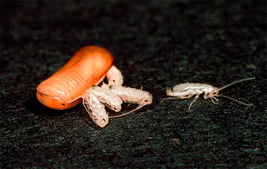 Let's find out how many cockroaches can hatch from one egg and how the process of such a birth takes place in general ...