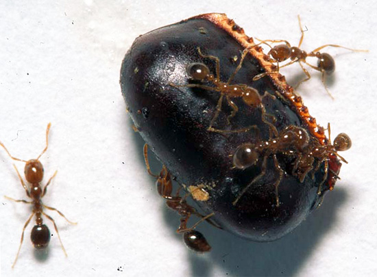 In a regular apartment, the black cockroach dwellers are eaten by their red-headed relatives and ants.