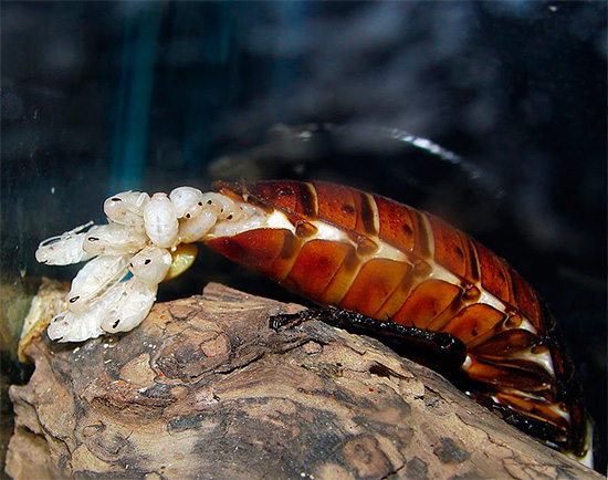 This is how peculiar births in Madagascar hissing cockroaches look like ...