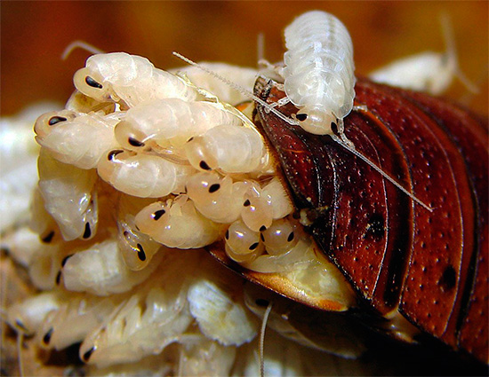 Some time after hatching, the larvae remain close to the mother, which protects them.
