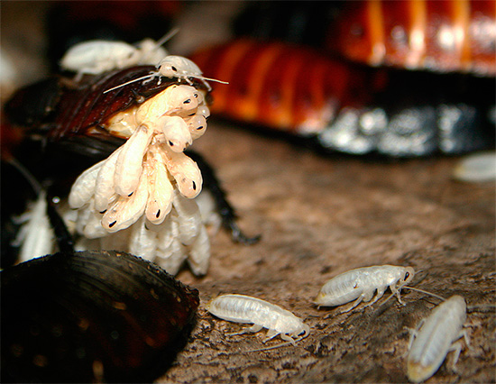 Gradually, the nymphs begin to scatter and find secluded shelters - this is where one of several females' maternal worries ends.