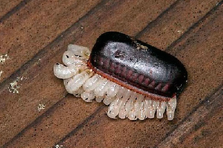 The hatching of the black cockroach larvae - they tore the walls of the net, which became small to them.