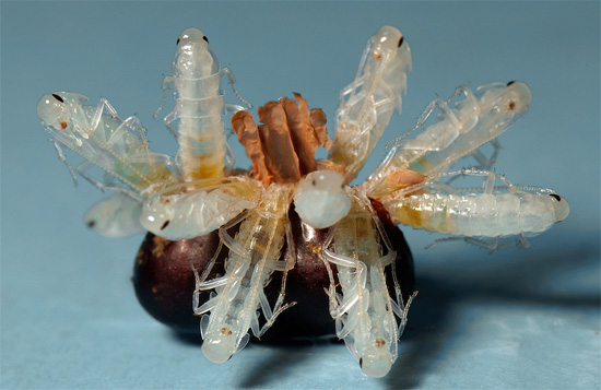 This is how a black cockroach’s oteoca with larvae hatching out of it looks like - at first they are white, almost transparent.