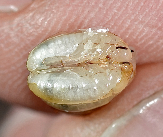 Cockroach embryos taken out of a damaged oteca.