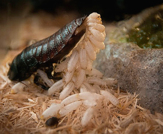 The female of the Madagascar cockroach ejects a huge number of larvae from its abdomen ...