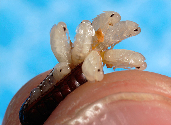 Another photo where you can clearly see the cockroach larvae that almost hatched from the eggs.