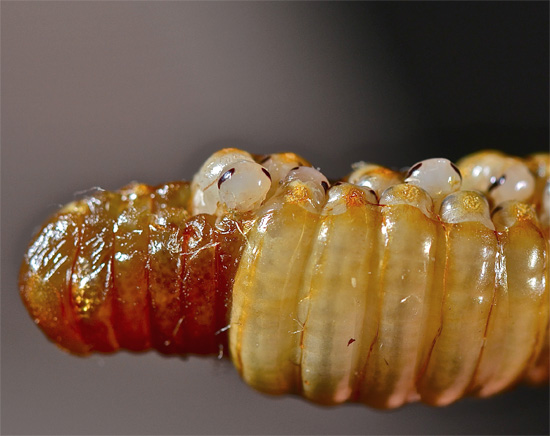 The photo clearly shows that there are a lot of eggs in the cockroach oteke, in each of which only one larva develops.