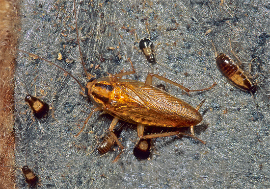 Young larvae can feed on their own and do not need long-term care of an adult female.