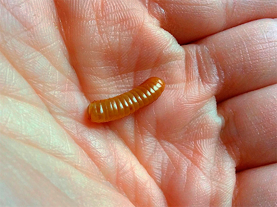 If you have found in your house a cockroach swep, which has preserved its integrity, then it is better to destroy it, since the larvae can hatch from the eggs it contains.