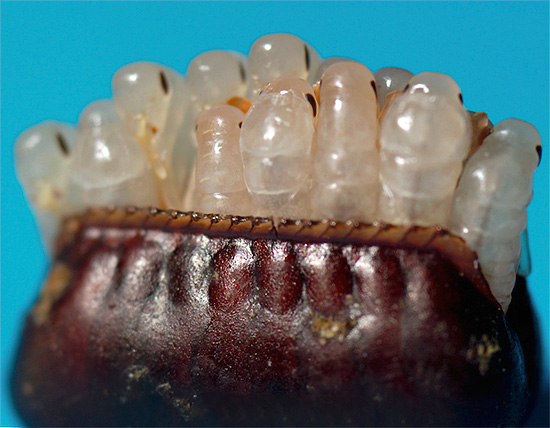 The black cockroach larvae hatch from the eggs contained in the ooteka.
