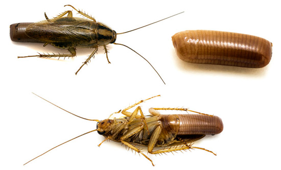 The photo shows a red-winged cockroach (Prusak) - it can hold up to 50 individual eggs.