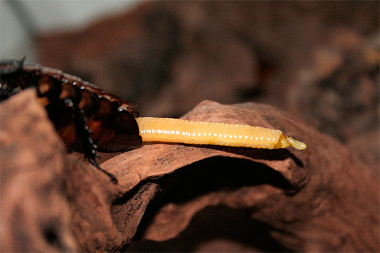 In some tropical species of cockroaches, for example, in Madagascar, the source is typically elongated in length.