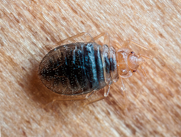 Getting rid of bedbugs in the apartment with the help of smoke bombs, it should be borne in mind that parasites can run across to their neighbors.