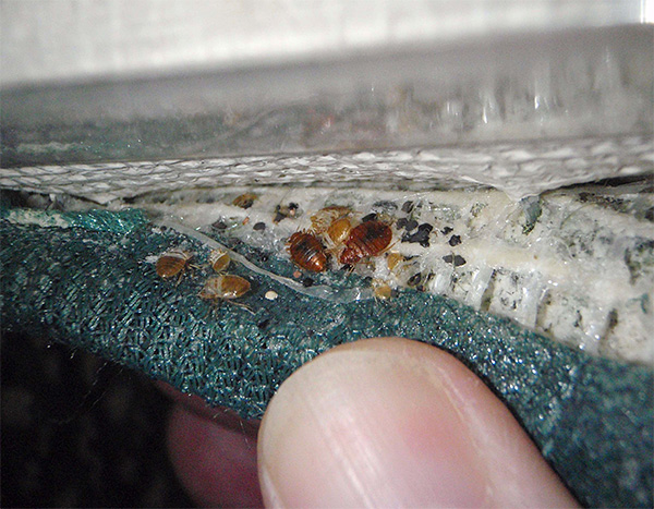 The accumulation of bedbugs on the underside of the mattress.