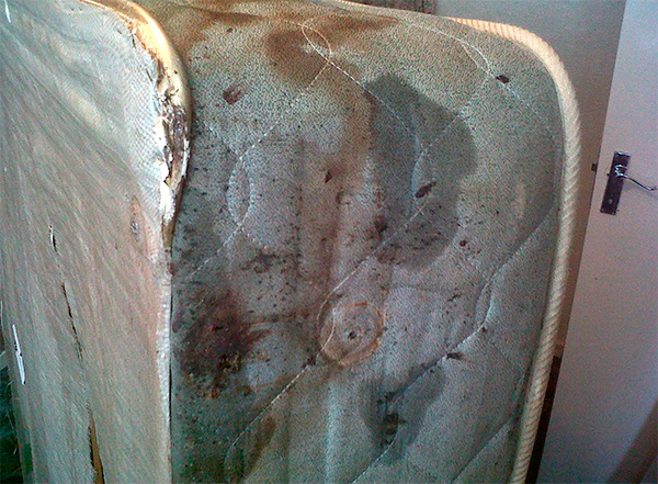 A mattress that is infected with bedbugs can be installed, for example, vertically, or tilted slightly against a wall.