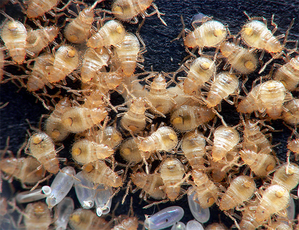 The photo shows a cluster of bed bugs' larvae that have just hatched from eggs.