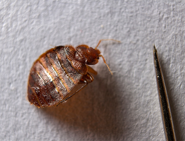 Many people do not even suspect that bedbugs in an apartment (as well as other insects, by the way) can be effectively destroyed with the help of smoke bombs.