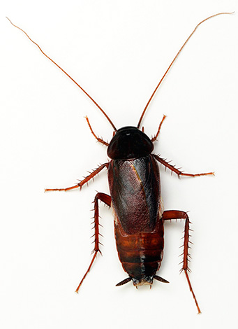 The black cockroach is known to the Russian people for much longer than the redhead.