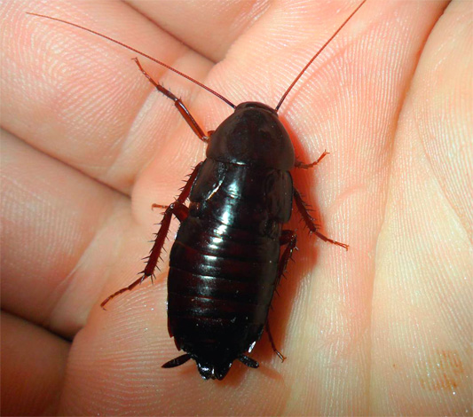 The photo shows a black cockroach (Blatta orientalis)