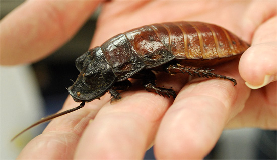 Madagascar cockroaches do not have wings at all, but they can hiss loudly.