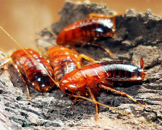 Turkmen cockroach can be found in the wild on the territory of our country, in the very south of it.