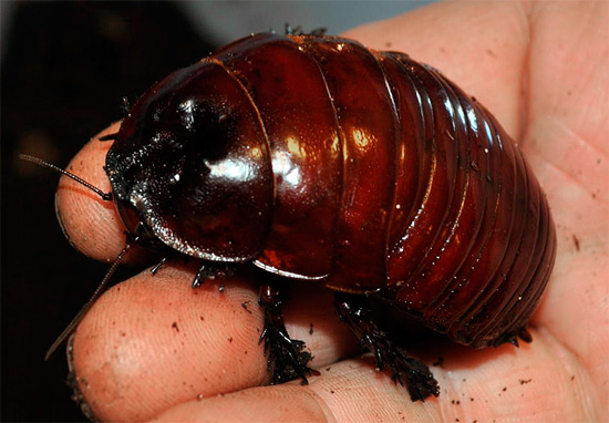 The Australian rhinoceros cockroach is one of the largest in the world (and the heaviest).