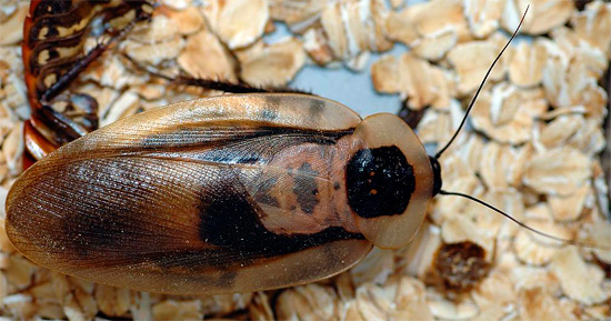 Dead Head Cockroach has such a name in both Russian and English.