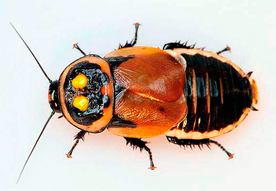 The bright spots on the pronotum of this cockroach are very similar to the headlights of a car.